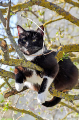 cat resting on a tree