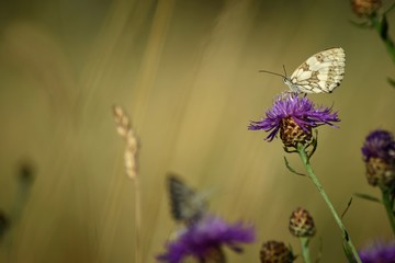 Butterfly in a field