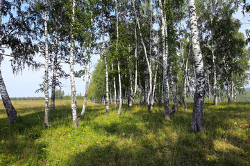 Obraz premium birch grove in the Urals