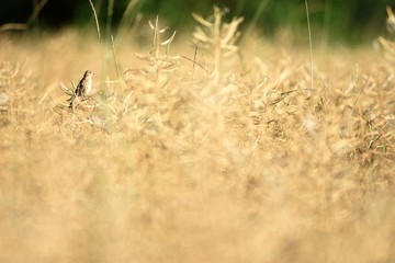 Bird in a field