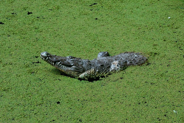 Crocodile figure in water in Planckendael zoo.