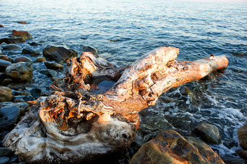 The snag lies in the water. In the sea. Close