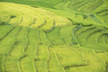 Terraced rice field in rice season in Sapa, Vietnam