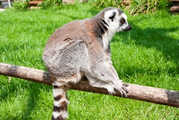 Lemur in Planckendael zoo.