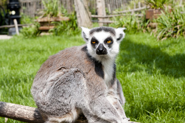 Lemur in Planckendael zoo.