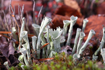 Cladonia. Lichen autumn