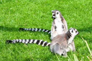 Naklejka na ściany i meble Lemur in Planckendael zoo.