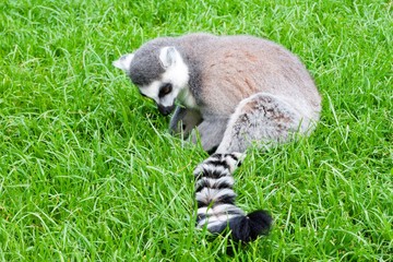 Lemur in Planckendael zoo.