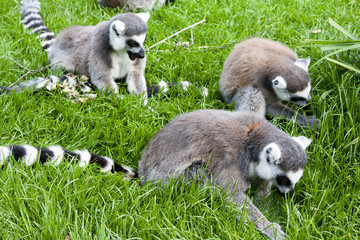 Lemur in Planckendael zoo.
