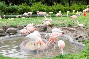 Flamingos in Planckendael zoo.