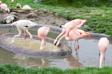 Flamingos in Planckendael zoo.