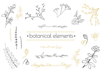 Hand drawn herbs. Botany kit. Vintage style. Illustration in the style of engravings.