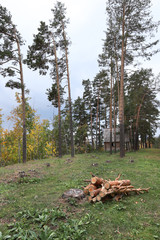 autumn in the mixed forest