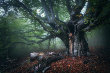 Forest in fog. Mystical autumn forest in fog in the morning. Old Tree. Beautiful landscape with...