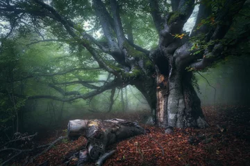 Fotobehang Bos in mist. Mystiek herfstbos in mist in de ochtend. Oude Boom. Prachtig landschap met bomen, kleurrijke bladeren en mist. Natuur achtergrond. Mistig bos met magische sfeer © den-belitsky