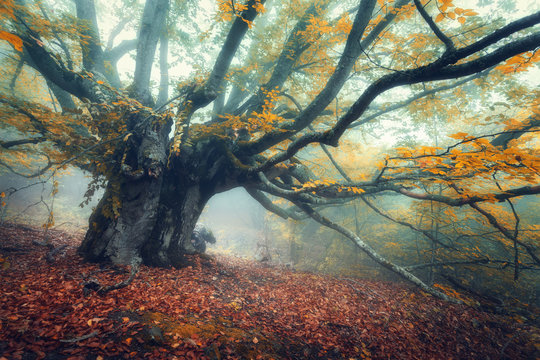 Forest in fog. Old magical tree with big branches and orange leaves. Mystical autumn forest in fog. Old Tree. Beautiful colorful landscape with tree, red leaves and fog. Nature. Foggy forest
