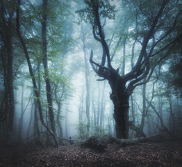 Fototapeta premium Dark forest in fog. Enchanted old Tree. Scary autumn forest in fog in the morning. Beautiful landscape with trees, colorful leaves and fog. Nature background. Foggy forest with magic atmosphere 