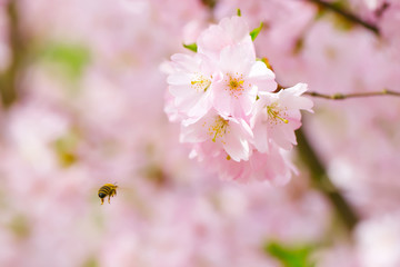 Pink blossoming flowers