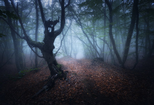 Fototapeta Dark fog forest. Mystical autumn forest with trail in blue fog. Old Tree. Beautiful landscape with trees,  path, colorful leaves and fog. Nature background. Foggy forest with magic atmosphere 