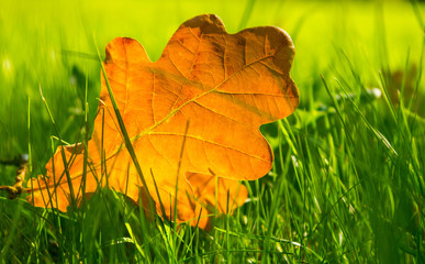 close up view of autumn leaves on grass