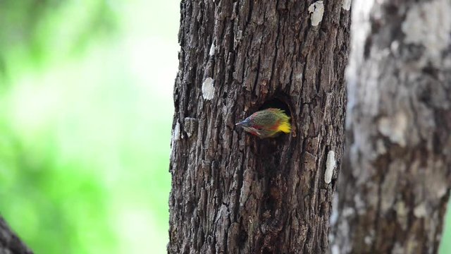 Lesser Yellownape woodpecker (Picus Chlorolophus) .Beautiful hungry baby chick,fully formed feathers calling parents but refused  to go out  the  nest while father try to persuade with preys. 