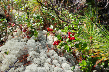 moss and berries lingonberry