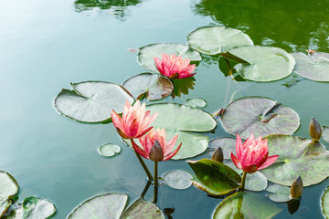 Beautiful Pink Waterlily,aquatic plants grow in the pond