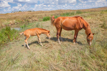 Obraz na płótnie Canvas horse mother and child grazing