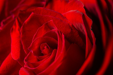 Red Rose Flower Background, Blossom Petals Macro