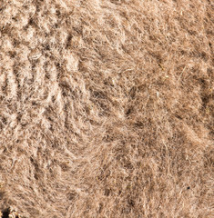 camel wool as background