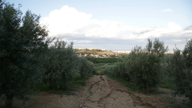 Campagna con alberi di olive al tramonto. 