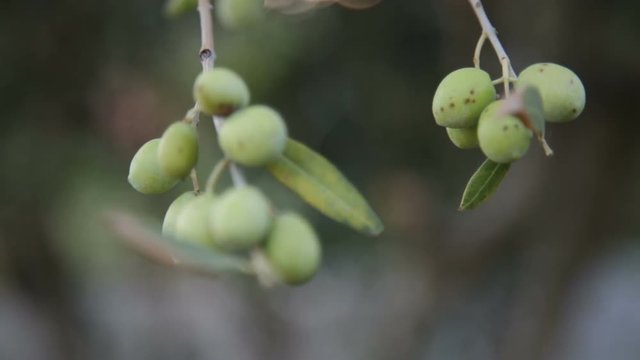 Grappoli di olive isolati appesi ad un albero pronti per il raccolto di stagione. 