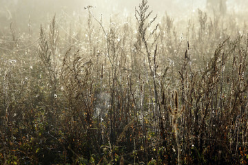 cobwebs on the grass in the fog