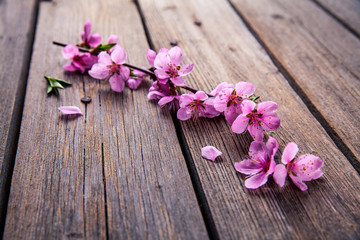 Fototapeta premium Peach blossom on old wooden background. Fruit flowers.
