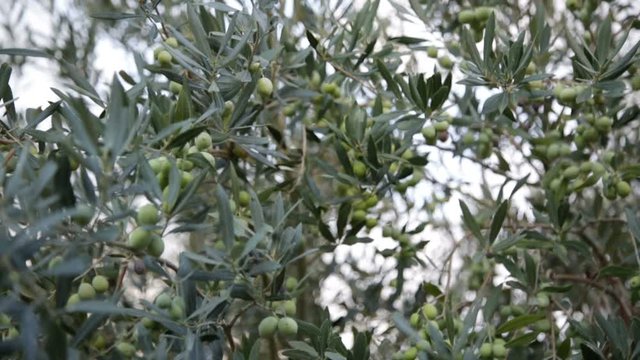 Olive verdi appese all'albero in campagna pronte per il raccolto e la successiva spremitura. 