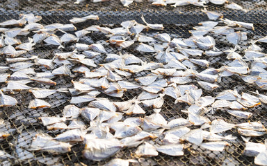 Dried Fish in Thailand