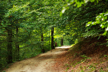Obraz premium Path in green mountain forest