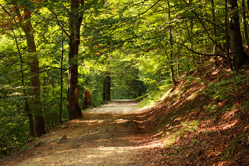 Path in green mountain forest