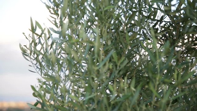 Foglie di olivo italiano mosse dal vento in campagna. 