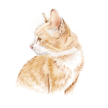 illustration of cat on white background