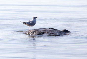 Gull on the lake in nature