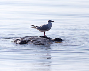 Gull on the lake in nature