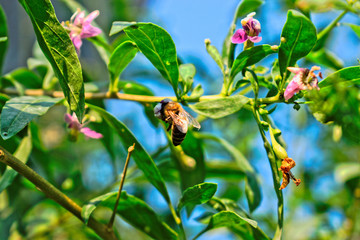 A closeup of a bee on a flower