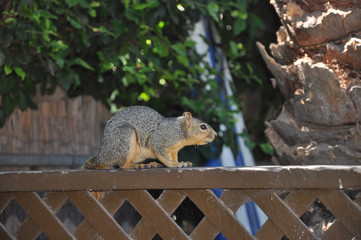 Squirrel on a handrail