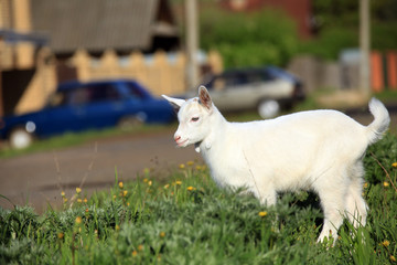 goatling on a meadow