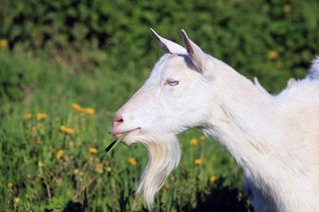 Fototapeta premium Goat with kids on a meadow