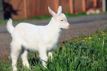 Obraz premium goatling on a meadow