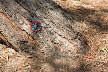 compass and pine tree