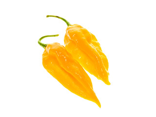 Naklejka na ściany i meble Two Ripe fresh fatalii yellow chili hot pepper