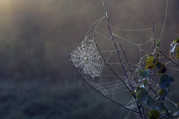 spider web on a branch